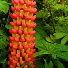 Łubin ‘Tower Peach’ (Lupinus) 